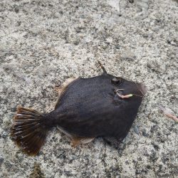 豆アジは釣れるけど