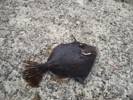 豆アジは釣れるけど