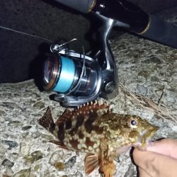 久しぶりに根魚を！