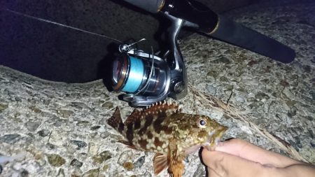 久しぶりに根魚を！