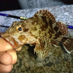 ガッシーとお戯れ