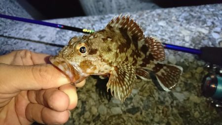 ガッシーとお戯れ