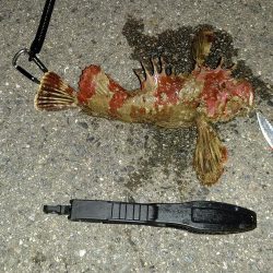 アジング、ショアジギ調査