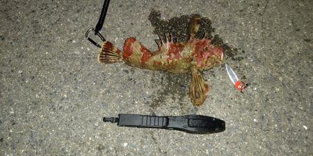 アジング、ショアジギ調査