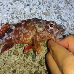 メバルにはまだ早いかな