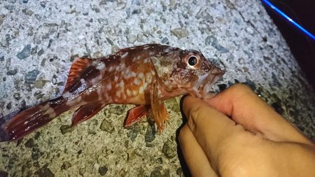 メバルにはまだ早いかな