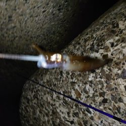 数は釣れたけど…