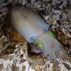 そろそろ終盤戦か