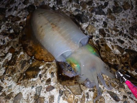 そろそろ終盤戦か