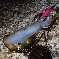 まだまだいけるか