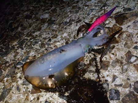 まだまだいけるか