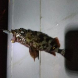 ガシラ15 タケノコ1 アジ2 サバ2 キビレ0.5