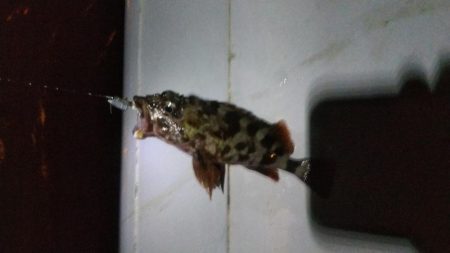 ガシラ15 タケノコ1 アジ2 サバ2 キビレ0.5