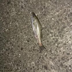 やっとサイズUP