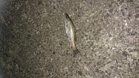 やっとサイズUP