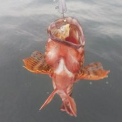 アコウ1   ガシラ41   アジ1   サバ3