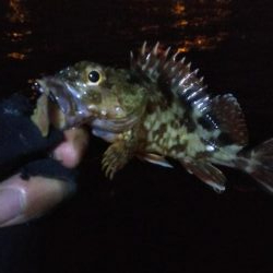 ガシラ12   サバ5