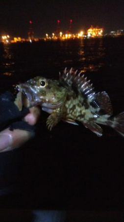 ガシラ12   サバ5