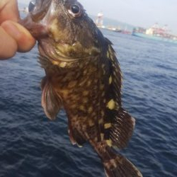 ガシラ35  フグ1