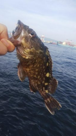 ガシラ35  フグ1