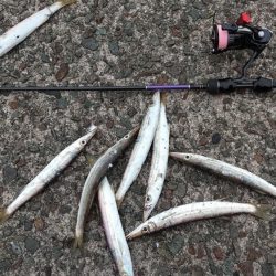 アジングでカマス