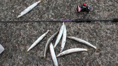 アジングでカマス