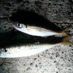 アジが良く釣れました。