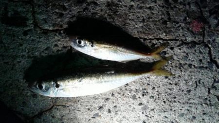 アジが良く釣れました。