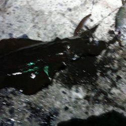 はじめての浮き釣り