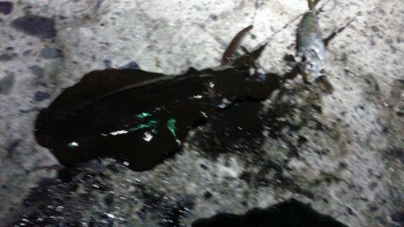 はじめての浮き釣り