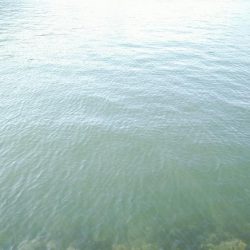 長潮でも釣れるみたい……