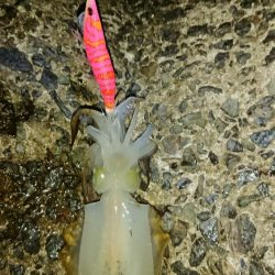 年々渋いかな？