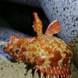 エギンガーからアジンガーへ？