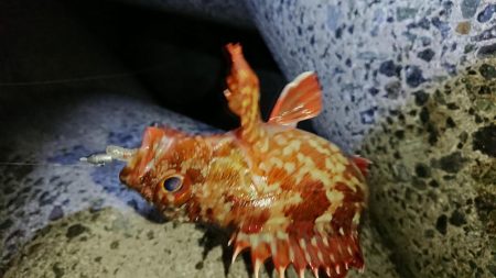 エギンガーからアジンガーへ？