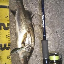 ぶらシーバス!!