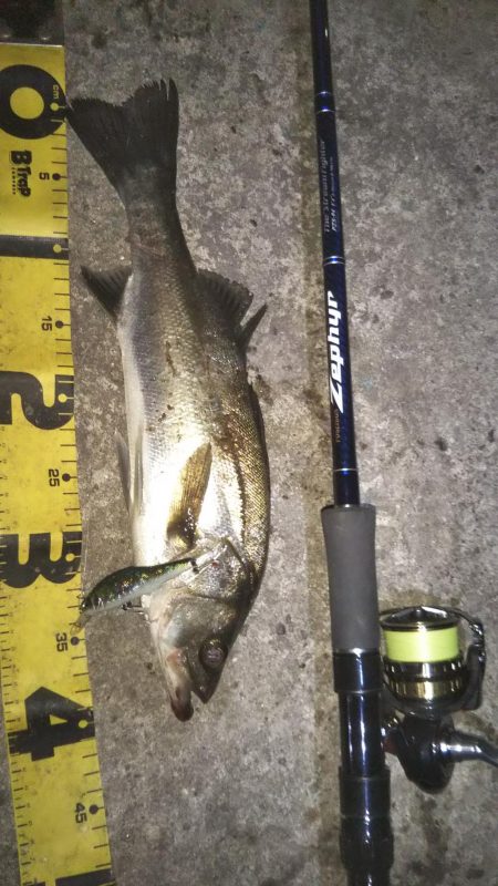 ぶらシーバス!!