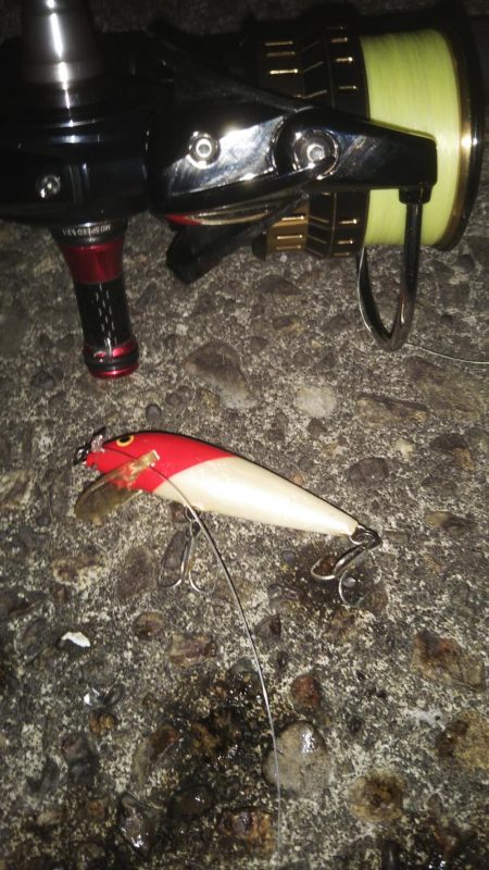 ぶらシーバス!!