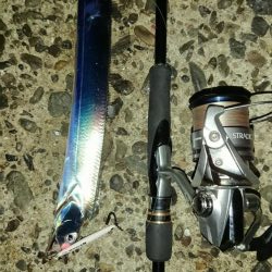 タチウオ、朝マズメ好調です!