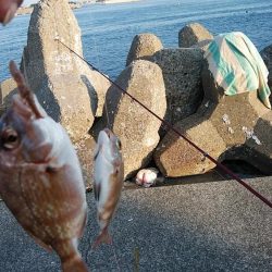 久しぶりに東二見のキス調査