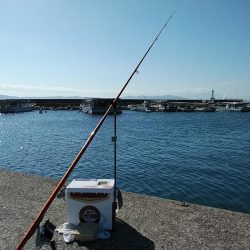 江井ヶ島のキス調査