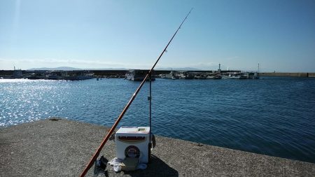 江井ヶ島のキス調査