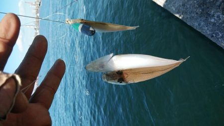 播磨新島のキス釣査