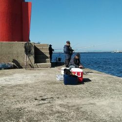 播磨新島のキス釣査