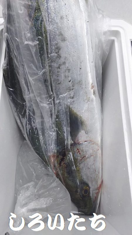 やったー！ルアーで初めて釣れました！