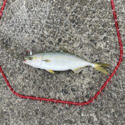 メジロリベンジ