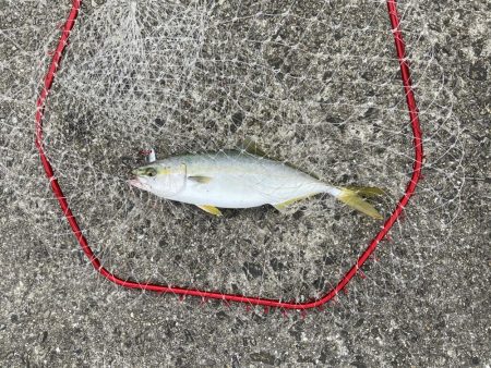 メジロリベンジ