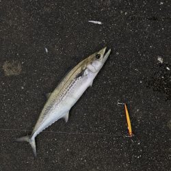 メクリアジ爆釣