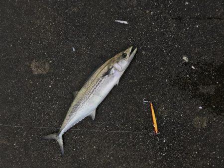 メクリアジ爆釣