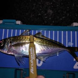 アジング自己最多!