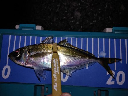 アジング自己最多!